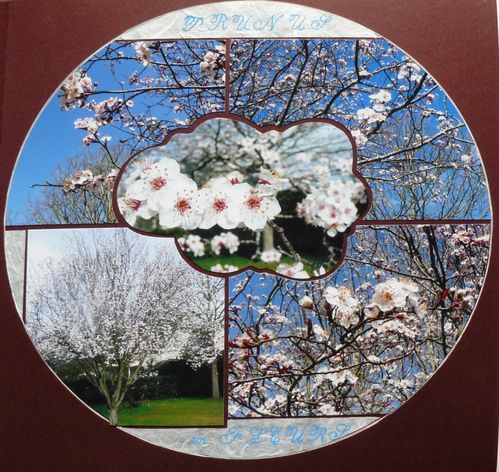 le prunus