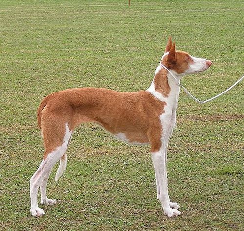 podenco-ibiza.JPG