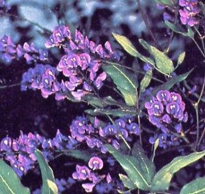 hardenbergia_violacea-1-.jpg