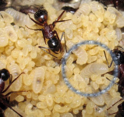 Diapause larvaire chez Camponotus ligniperdus