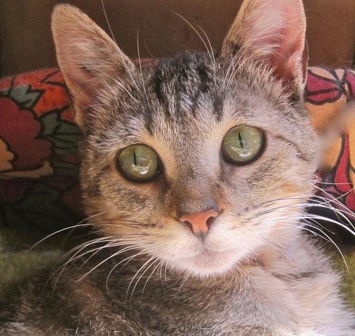 salope des vosges chatte poilue ouverte salope des vosges chatte poilue ouverte