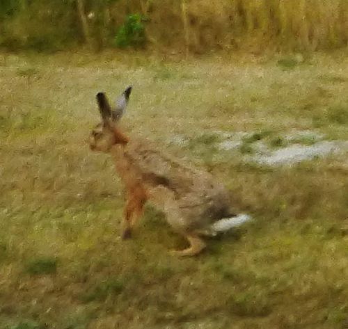 en allant chercher mon pain je rencontre trois lapins