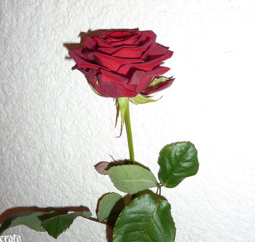 roses-rouges-14-02-2011-014.JPG