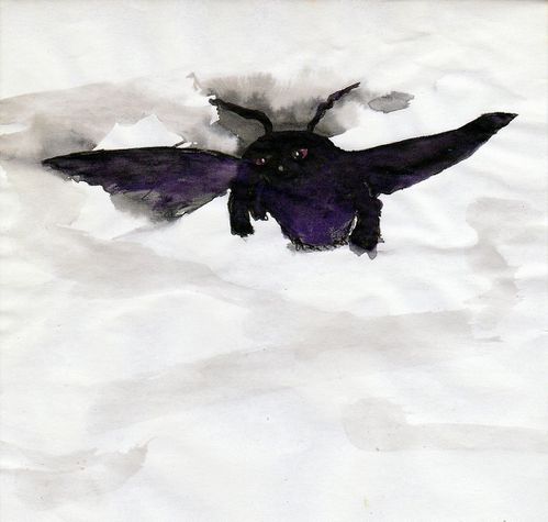 bombardier-coleoptere.jpg