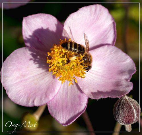 anemone-japonica-abeille.jpg