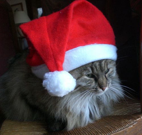 chat Noël