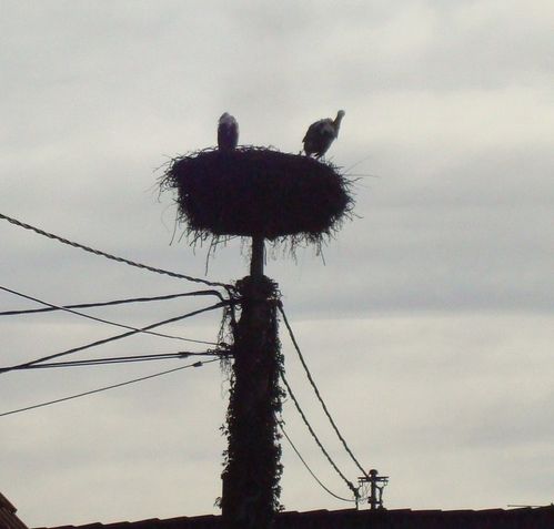 nid-de-cigognes-hoerdt.jpg