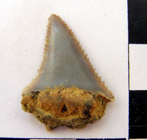 dent supérieure de Carcharodon carcharias 1a
