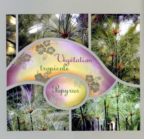 vegetation-tropicale.jpg