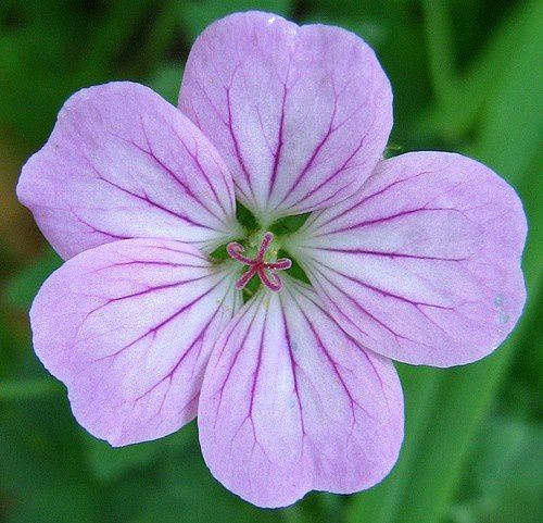 geranium-riversleaianum--Mavis-Simpson-30-juin-10.jpg