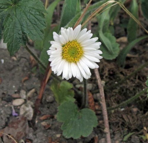 aster alpinus2