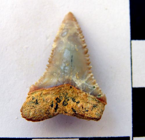 dent inférieure de Carcharodon carcharias 1b