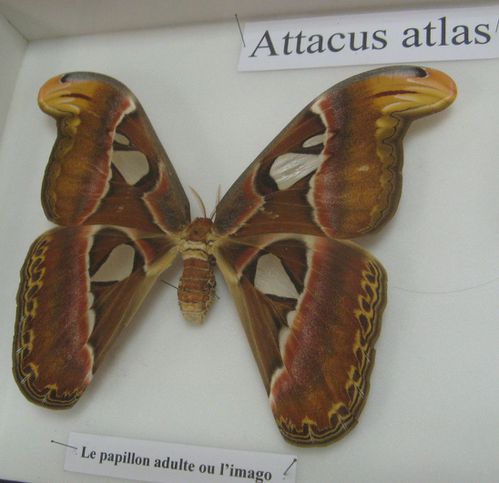 ecomusée papillons attacus atlas