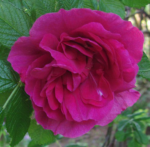 rosa-Roseraie-de-L-hay-30-mai-12.JPG