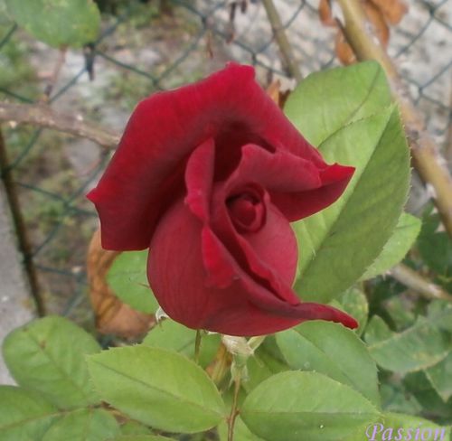 jardin fin aout 2011 086