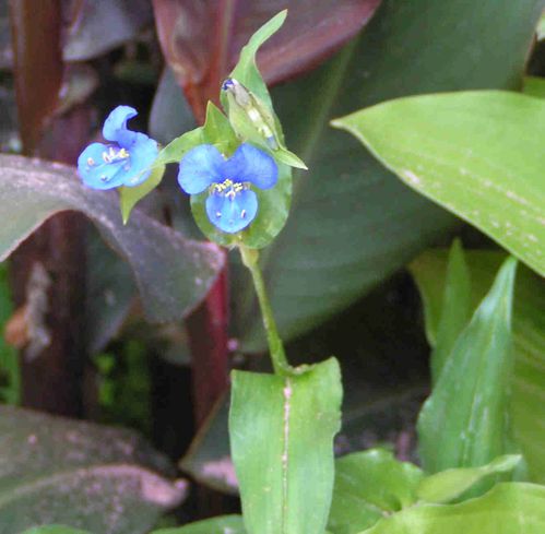 orchidee-bleu-35.jpg
