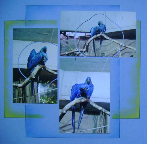 Perroquets bleues 002