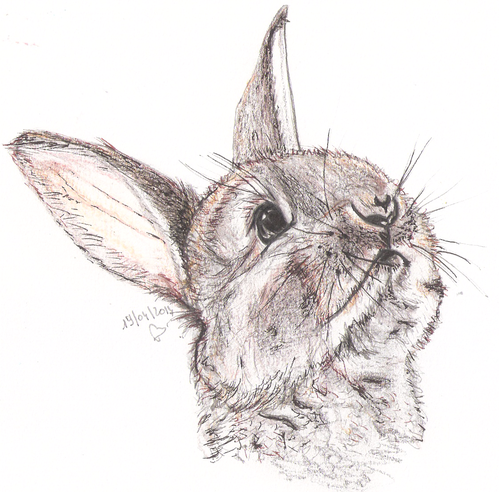 desslapin2014.png