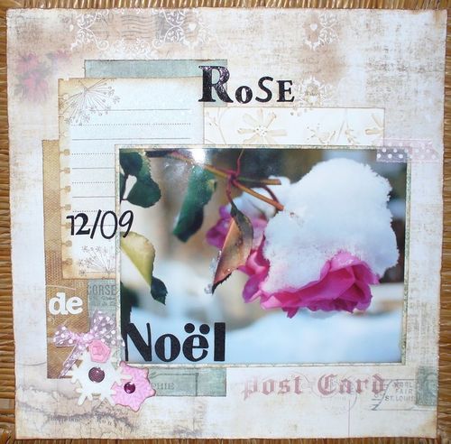 rose-de-noel.jpg