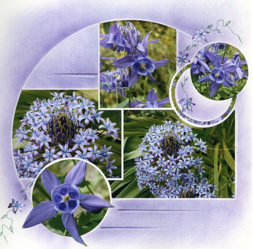 fleurs-bleues.jpg