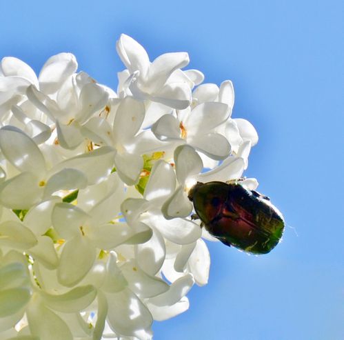 scarabée lilas ciel