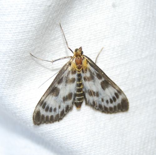 Anania-hortulata---Crambidae-2.jpg