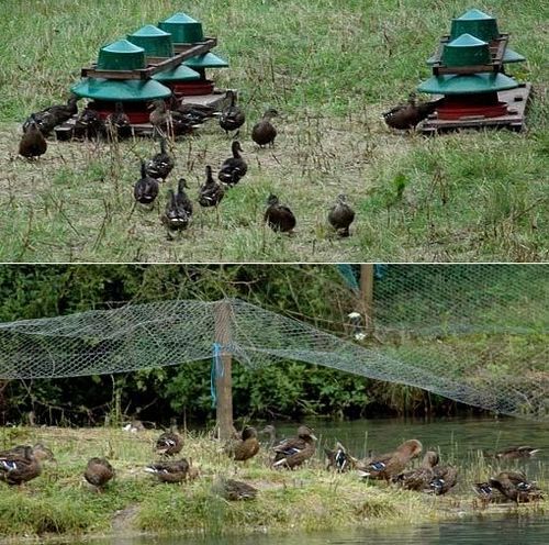 elevage_canards.jpg