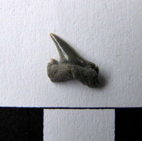 dent de Carcharias amonensis 26a