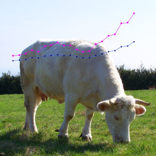 Belle-vache-charolaise-au-printemps-2012---Le-carnet-de-Jim.jpg