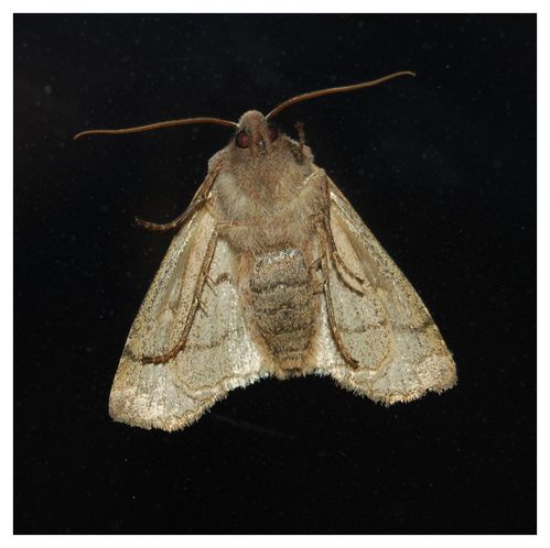 Eupsilia transversa - Le Satellite - dessous 1