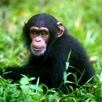 chimpanze-517877.jpg