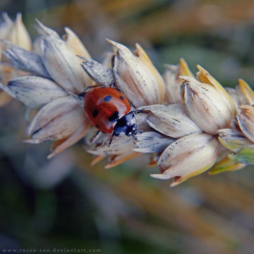 ladybug_by_rosse_san-d42ga9s.jpg