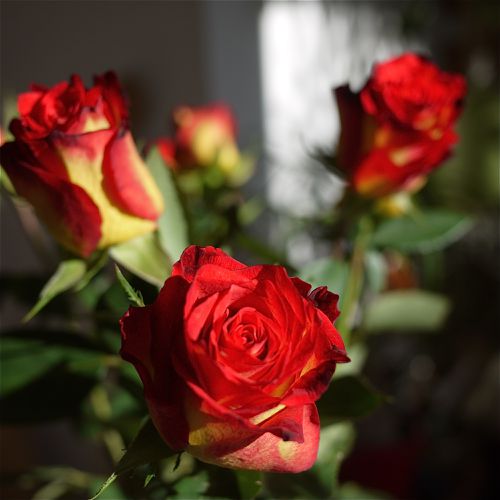 roses-1.JPG