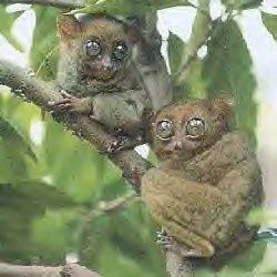 tarsier1.jpg