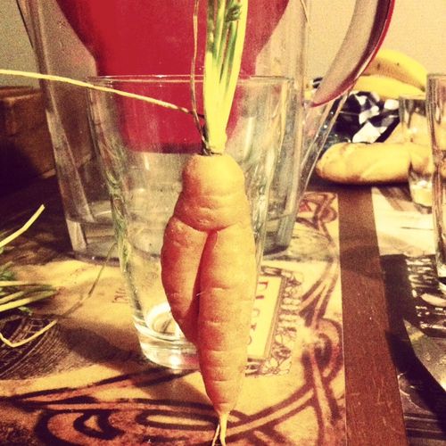 carotte-femelle.jpg
