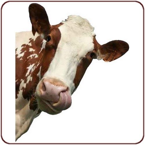vache-tete