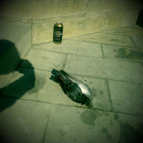 Pigeon01.jpg