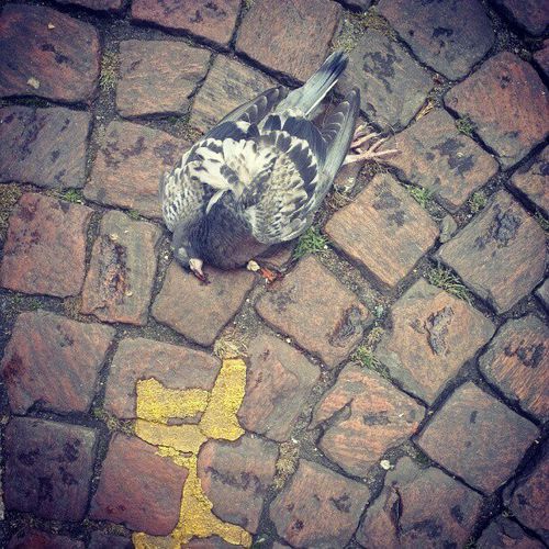 Pigeon02.jpg