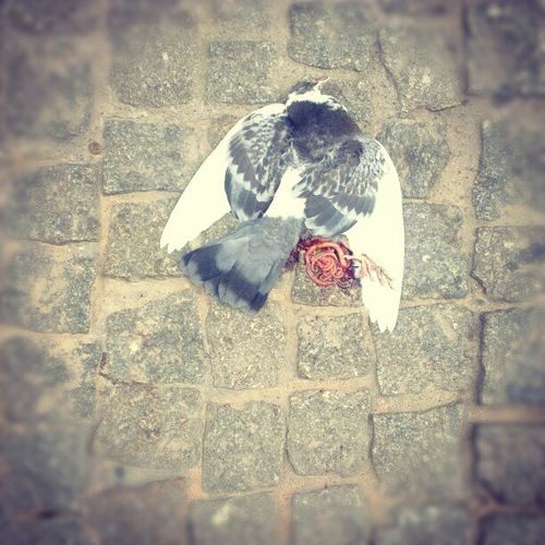 Pigeon03.jpg