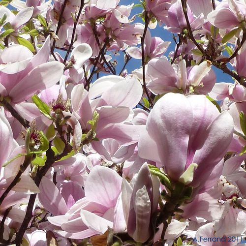 magnolia2011.jpg
