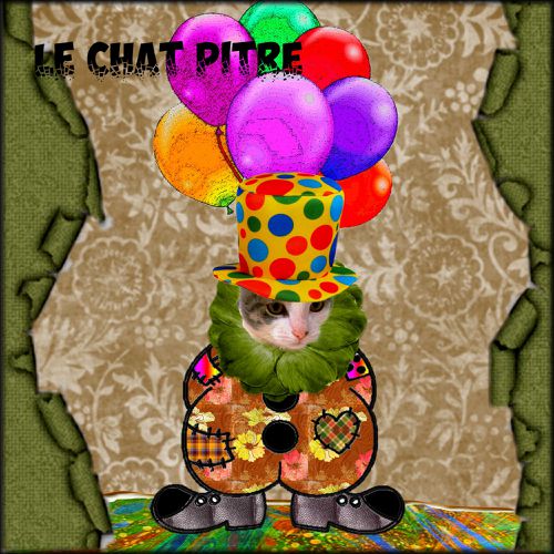 chat pitre 1