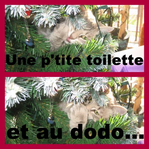 11 déc1