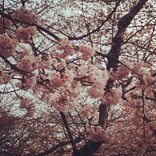 Cerisier en fleur - Cherry blosom - Tokyo 2012 - © InVarietateConcordia.net