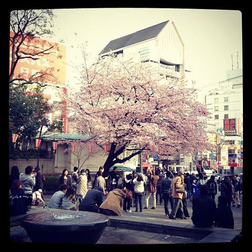 Cerisier en fleur - Cherry blossom - Tokyo 2012 - © InVarietateConcordia.net