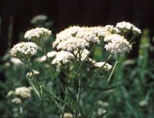 Fleur-Achillea millefolium-Baies d/'été mélangées 50 graines