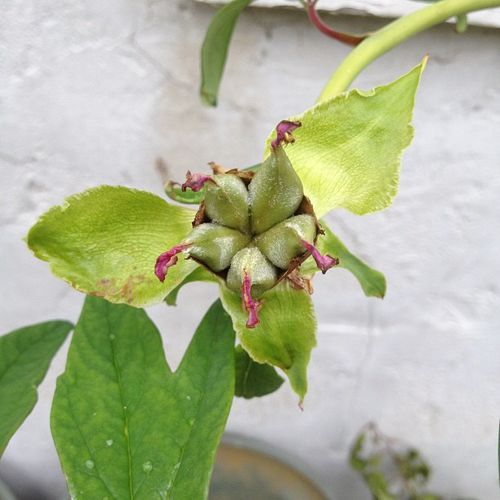 pivoine_seeds.jpg