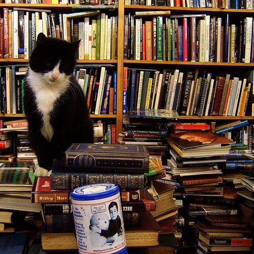 chat-noir-et-livres.jpg