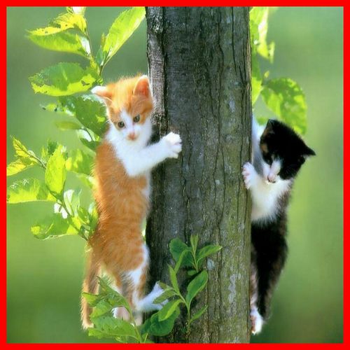 Deux chattons grimpant a un arbre