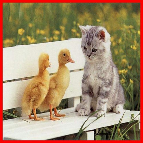 L'amitie du chat avec deux poussins