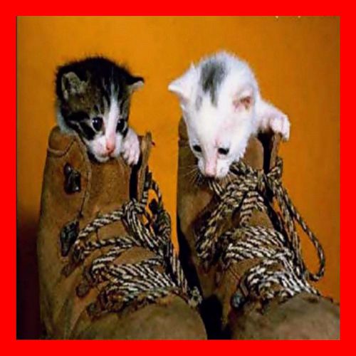 petits chats dans les souliers